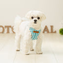 สายรัดอกสัตว์เลี้ยงแบบกระชับ รุ่นแมนเชสเตอร์สีฟ้าอมเขียว