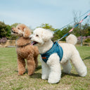 ชุดรัดอกสัตว์เลี้ยงเดนิมสีส้ม