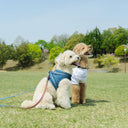ชุดรัดอกสัตว์เลี้ยงเดนิมสีฟ้า