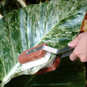 PLANT BRUSH